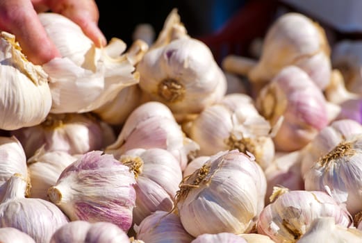 Bucket full of garlic