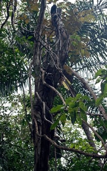 Rainforest tree in the jungle in Panama