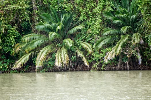 Panama canal, view at the rainforest landscape