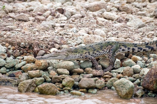 Crocodile crawling into the water in Panama