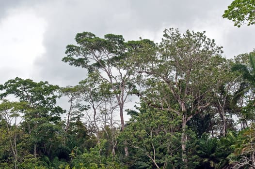 Trees in the tropical jungle in Panama