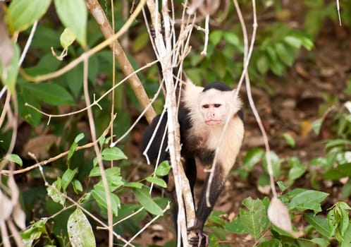 Young monkey in tropical jungle