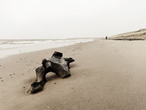Driftwood and a single woman walking on Turnberry beach, Scotland, UK