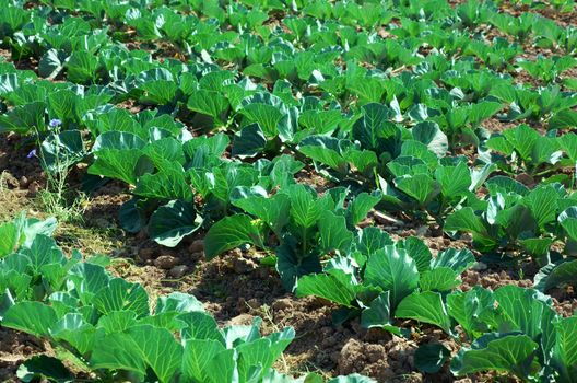 Many green cabbages in the agriculture fields