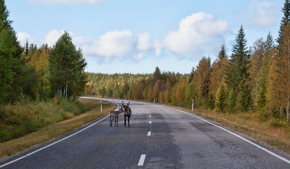 deer with fawn on the road in the autumn forest