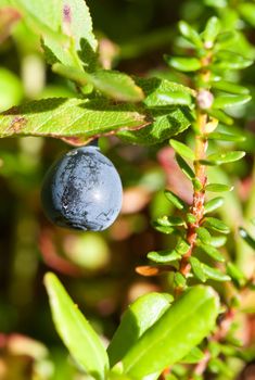 Fresh blueberry still growing on bush