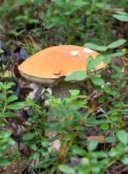 Fresh edible mushroom in the bush forest herbs