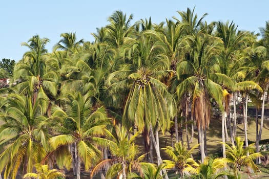 Palms garden in the tropical resort on Pacific ocean