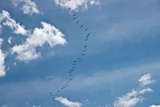 flock of birds silhuette over blue sky