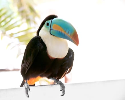 Toucan from Panama