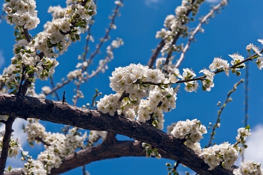 white flower tree with branches in the spring