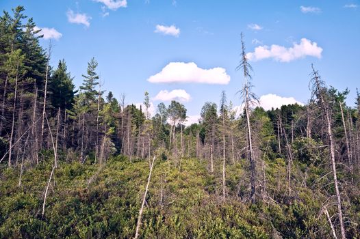 Algonquin Park Pine forest trail