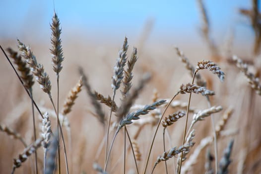 Field of golden wheat ready to harvest