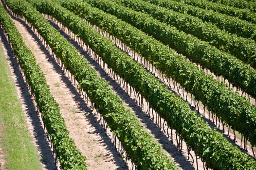 Niagara on the Lake landscape of the vineyard field