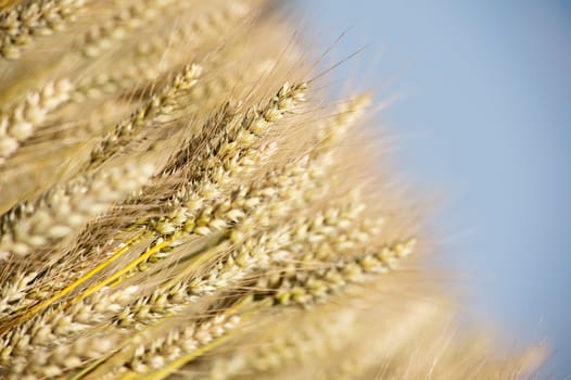 A wheat field against a blue sky.
