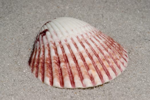 Close up example of Cockle shell on the sand