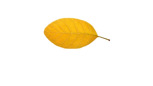 Close up of a single yellow obtuse pinnate leaf