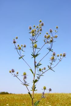 Feverweed wild plant (in Latin: Eryngium planum) on the background of field and cloudless sky in summer