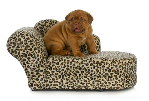 puppy on the furniture - dogue de bordeaux puppy sitting on the couch - 4 weeks old