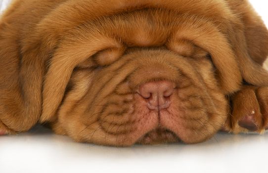 dogue de bordeaux puppy face - 4 weeks old