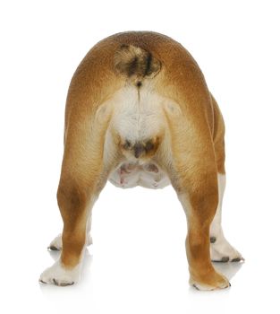 female dog from the backside - english bulldog viewed from the rear isolated on white background