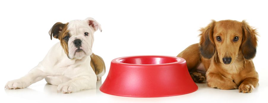 feeding the dog - miniature dachshund and english bulldog puppy laying beside empty food dish waiting to be fed 