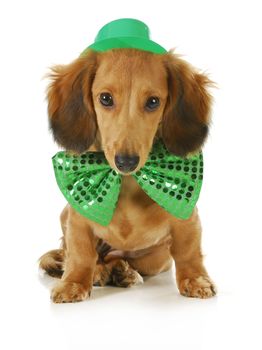 St. Patricks Day dog - long haired dachshund wearing green hat and bowtie sitting on white background