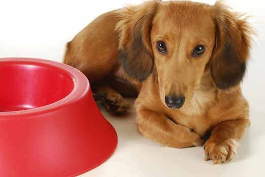 dog waiting to be fed - long haired dachshund laying beside empty bowl on white background