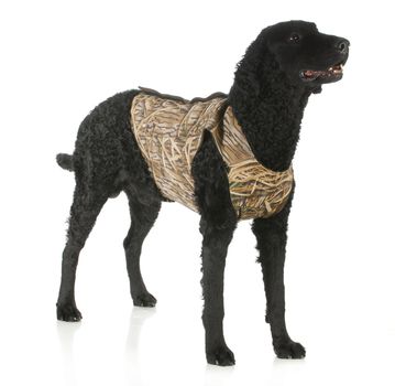 hunting dog - curly coated retriever wearing hunting vest standing with reflection on white background