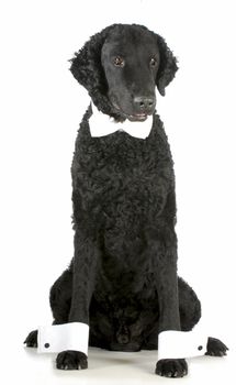 formal dog - curly coated retriever dressed up in bow tie and cuffs on white background