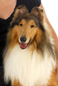 woman and dog - rough collie being loved by his owner 