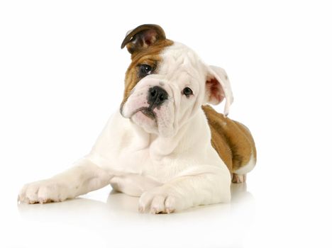 english bulldog puppy laying down looking at viewer on white background - 4 months old