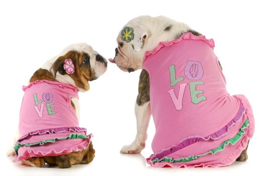 puppy love - two english bulldogs kissing - wearing matching shirts that say love 