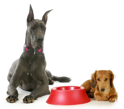 dog dinner time - great dane and miniature dachshund waiting beside empty food bowl on white background