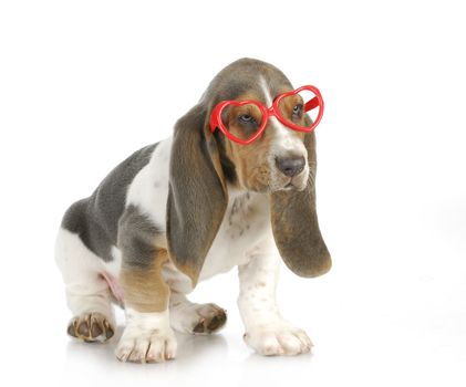 puppy love - basset hound puppy wearing heart shaped glasses with reflection on white background