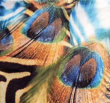 Beautiful peacock textile background