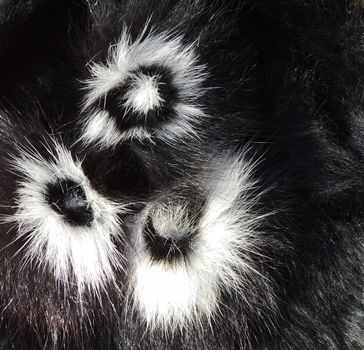 Black and white fur texture