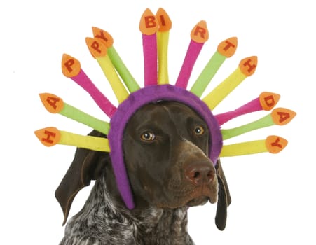 happy birthday dog - german short haired pointer wearing birthday candle headband on white background