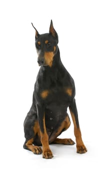 doberman pinscher sitting on white background - 3 years old female