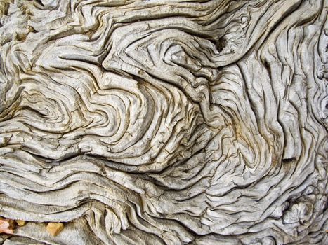 Bark of old tree looks like human brain