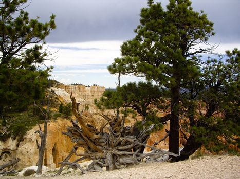 Uprooted tree at Bryce Canyon National Park, Utah USA