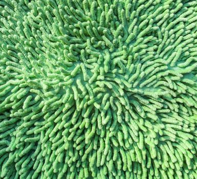 Green duster texture