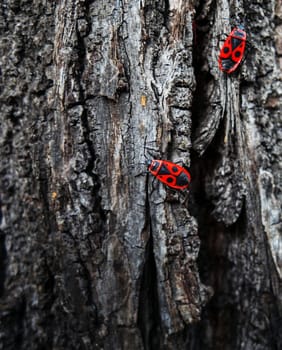 Grunge wood texture with bug