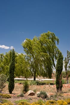 Garden with weeping willow