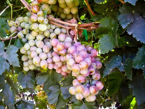 Cluster of Red Grapes on the Vine