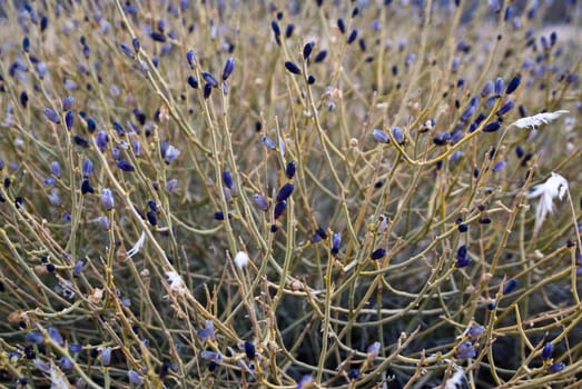 Background of purple wildflowers