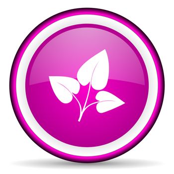 eco violet glossy icon on white background