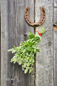 lemon-balm healthy herbs and rusty horseshoe on old wooden farm wall