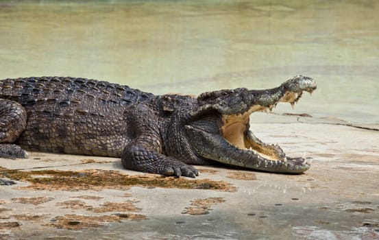 crocodile with open mouth resting in water