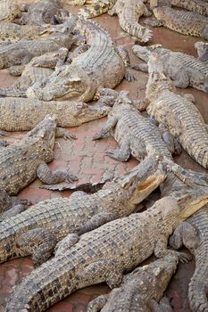 Crocodile multiple sleep in Crocodile farm in Thailand